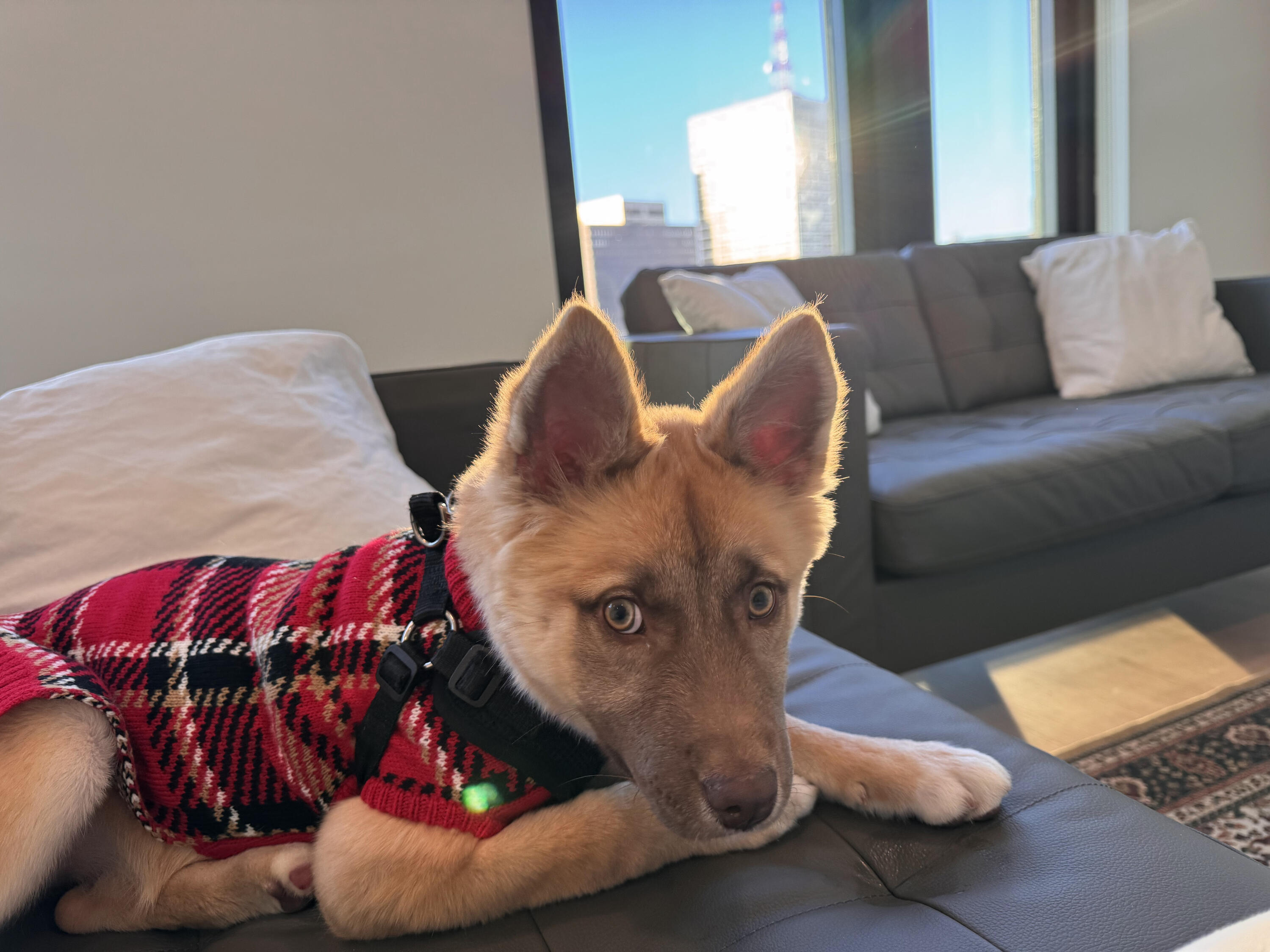 Nova A picture of Nova who is Zishan Arooj's dog